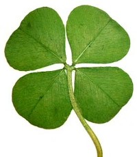 Four-leaf-clover.jpg